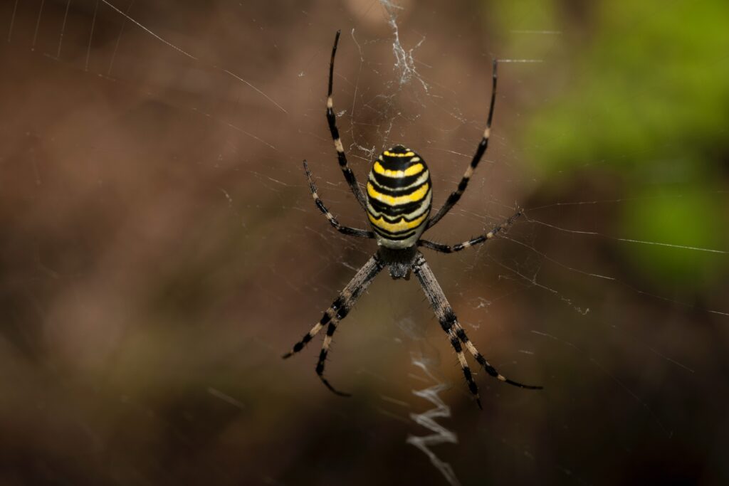 image of a spider on a spiderweb.